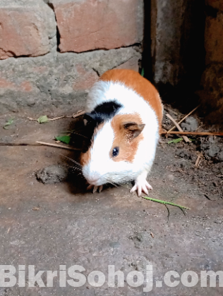 গিনিপিগ